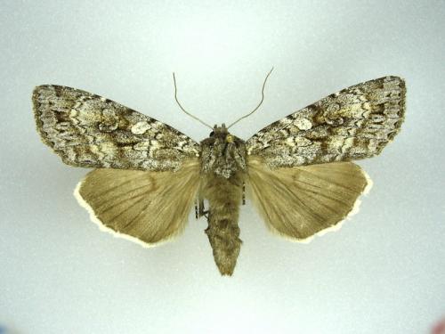 Eurois occulta
