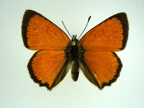 Lycaena virgaureae