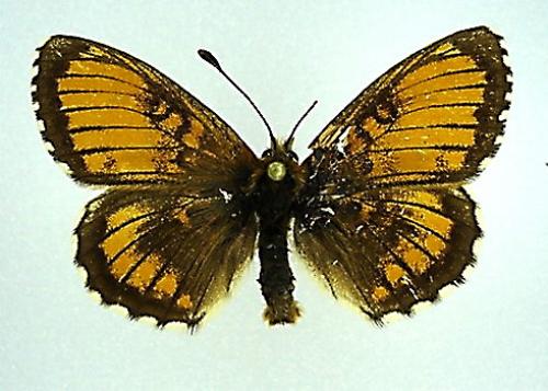 Melitaea sp.