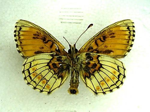 Melitaea sp.