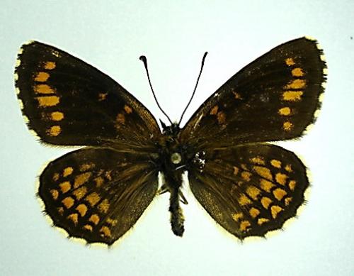 Melitaea sp.