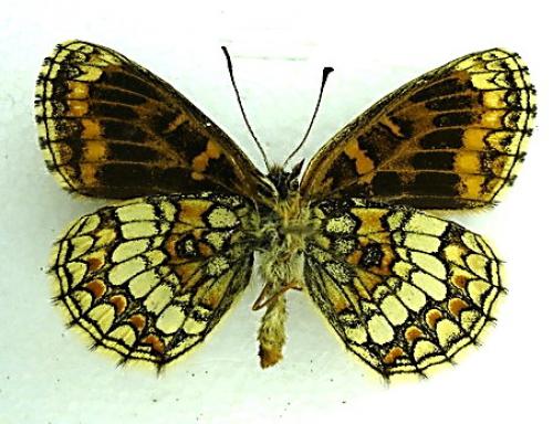 Melitaea sp.