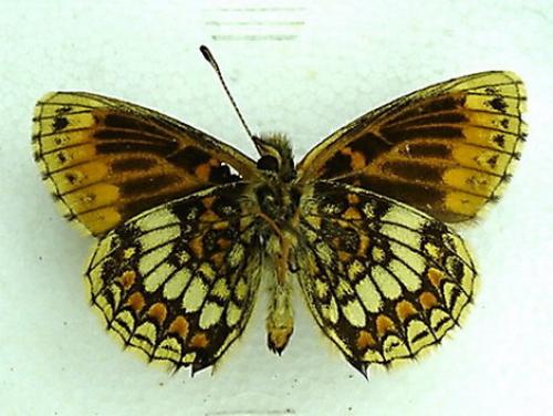Réf. 3 678 : Melitaea parthenoides