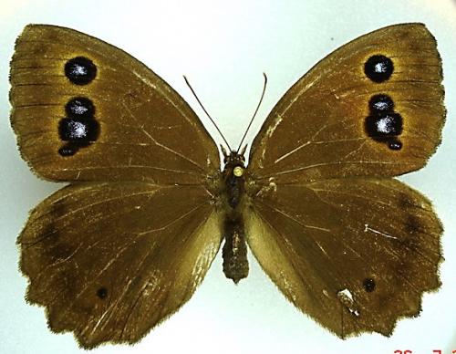 Minois dryas