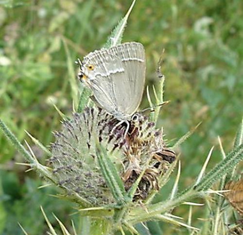 Favonius quercus