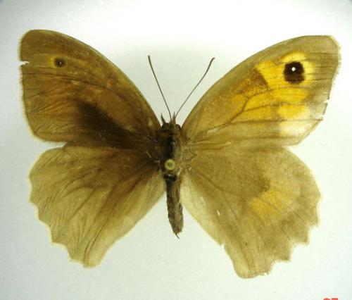 Maniola jurtina