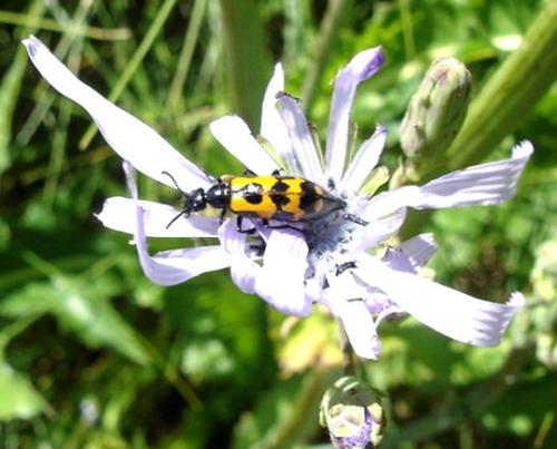 Réf. 3 741 : Mylabris flexuosa