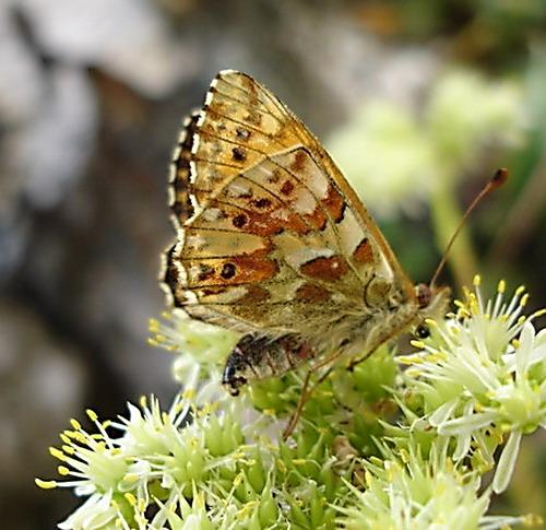Réf. 3 739 : Boloria pales
