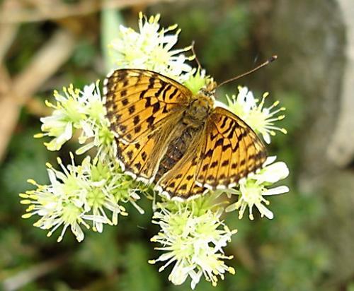 Réf. 3 740 : Boloria pales