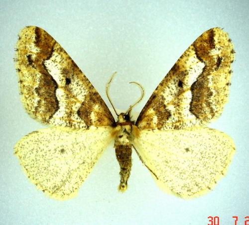 Erannis defoliaria