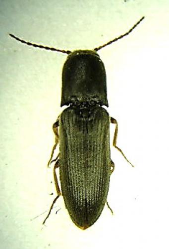 Agriotes ustulatus