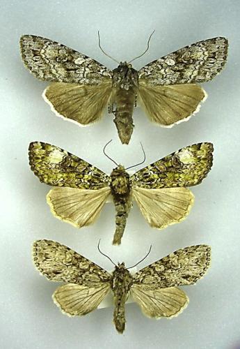 Eurois occulta