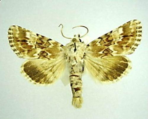 Eremobia ochroleuca