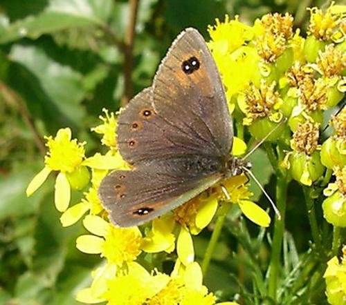 Réf. 3 960 : Erebia cassioides