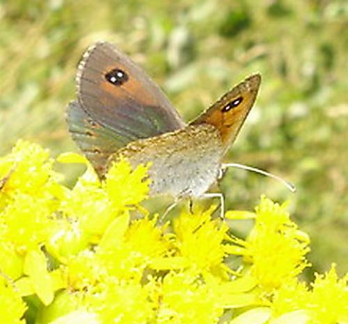 Erebia cassioides