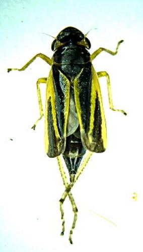 Evacanthus interruptus