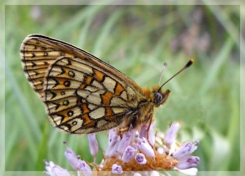 Réf. 3 492 : Boloria eunomia