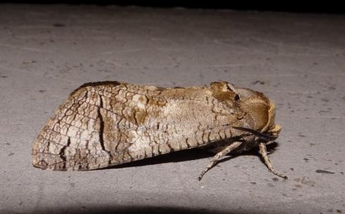 Réf. 3 667 : Cossus cossus