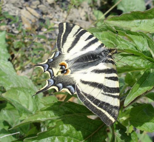 Réf. 3 748 : Iphiclides podalirius
