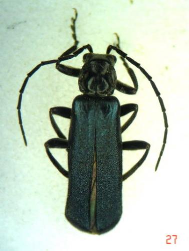 Réf. 3 001 : Ancistronycha abdominalis