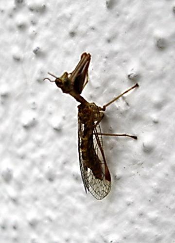 Réf. 3 018 : Mantispa styriaca