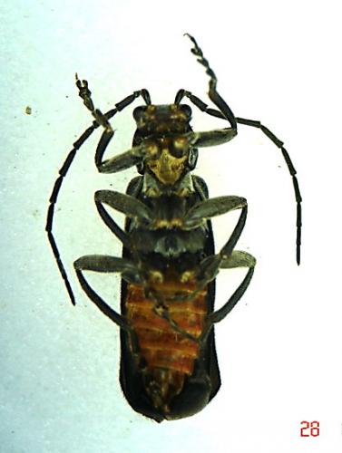 Ancistronycha abdominalis