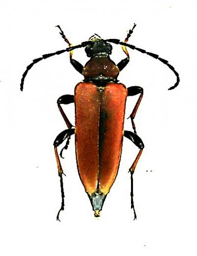 Stictoleptura rubra