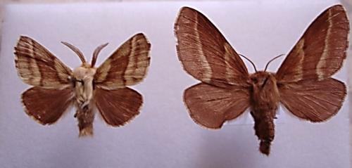 Malacosoma castrensis