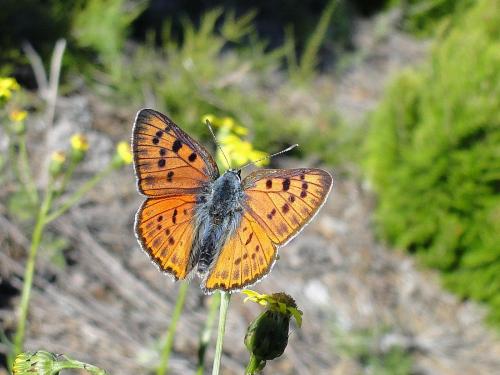 Réf. 3 747 : Lycaena alciphron