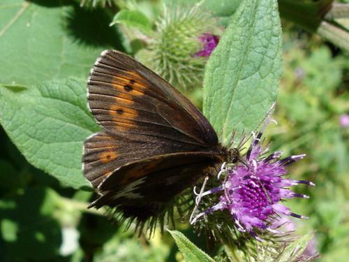 Réf. 3 958 : Erebia euryale