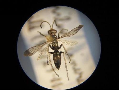 Pompilus cinereus