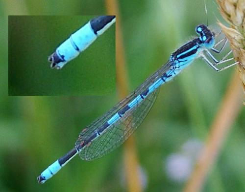 Réf. 3 381 : Coenagrion scitulum