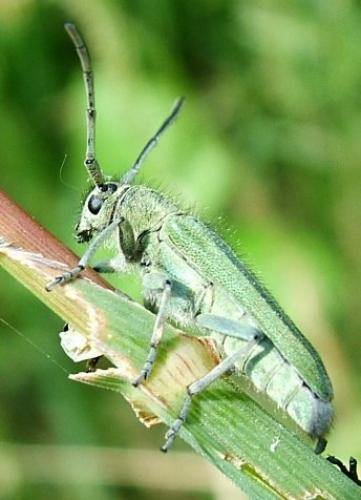 Opsilia coerulescens