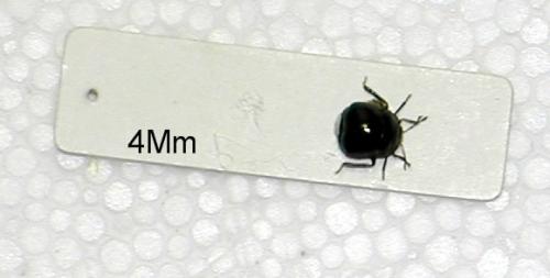 Coptosoma scutellatum