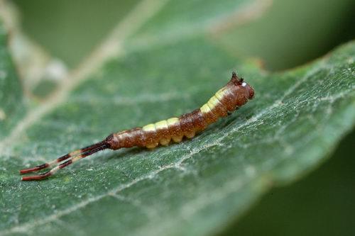 Neoharpyia verbasci