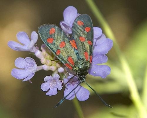 Zygaena transalpina