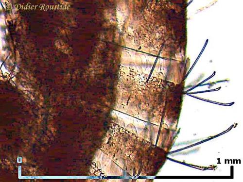 Réf. 3 256 : Seira domestica