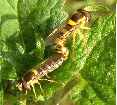 Sphaerophoria scripta