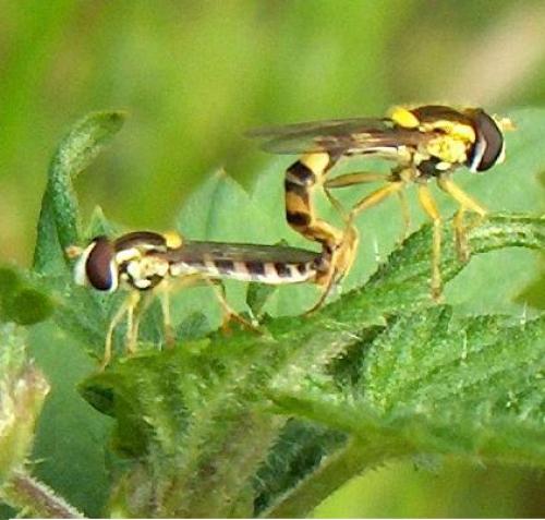 Sphaerophoria scripta