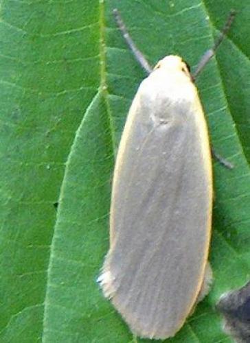 Eilema griseola
