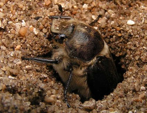 Anoxia villosa