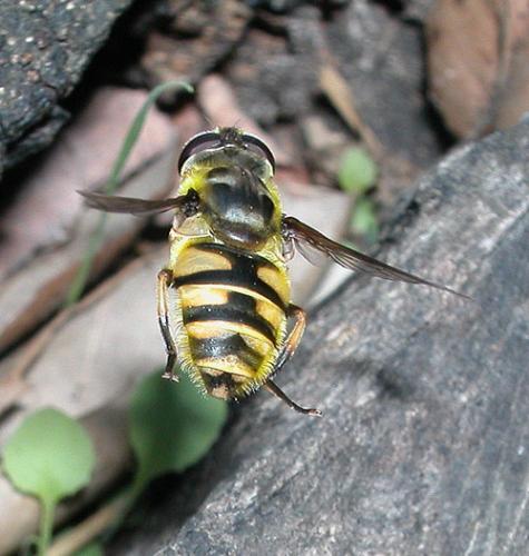 Myathropa florea