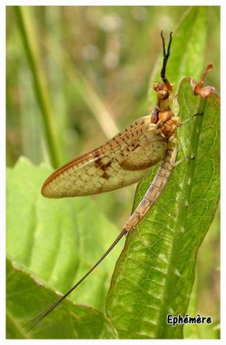 Ephemera glaucops