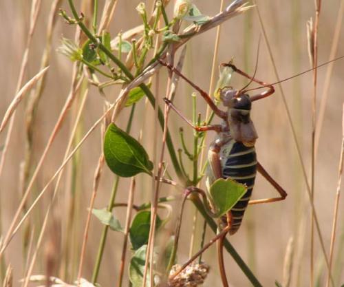 Ephippiger diurnus diurnus