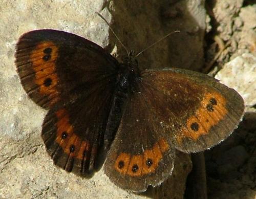 Erebia sp.