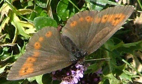 Réf. 3 905 : Erebia euryale