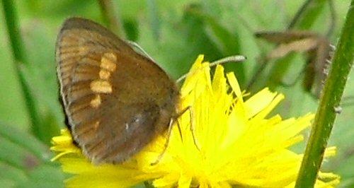 Erebia manto