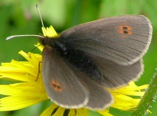 Erebia manto