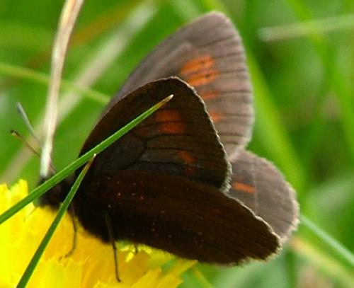 Erebia manto