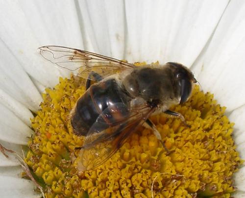 Eristalis tenax